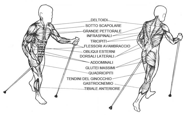 Muscolatura Nordic Walking